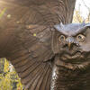 20171129_Owl_statue_011-High%20Res%20JPEG%20300%20DPI.jpg